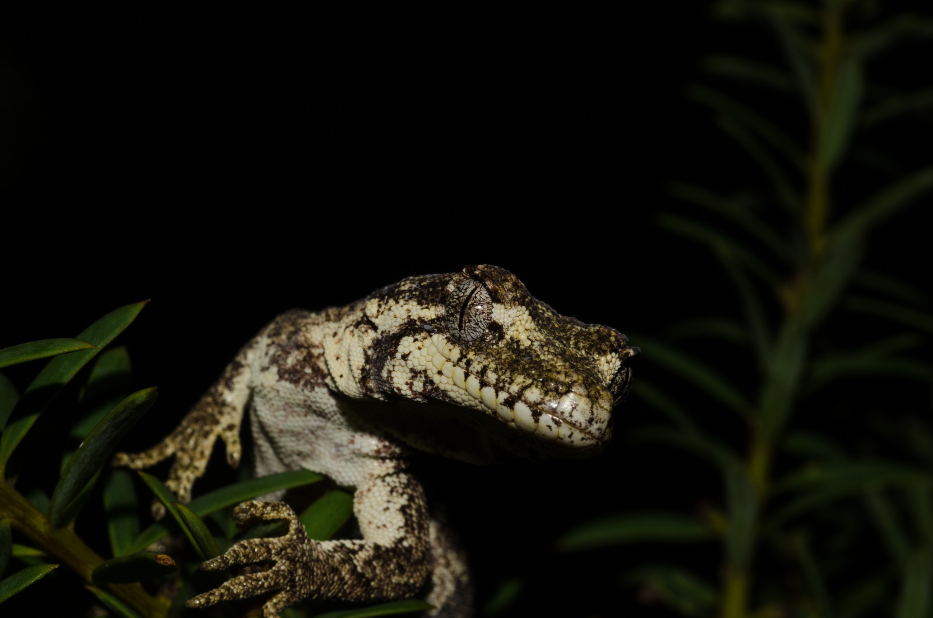 DSC_9970 – forest, gecko, Hoplodactylus, granulatus, lizard, home, Crispin, reptiles, amphibians, rare, cold, blood, new, new zealand, zealand, nz